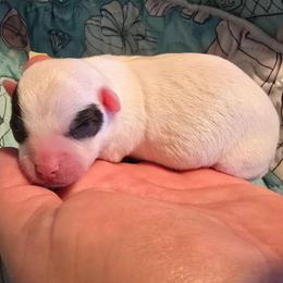 Jason - Black and white male Chihuahua puppy in Amity, Pennsylvania from Baxters Chihuahuas