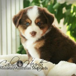 Miniature Australian Shepherd Puppies from Cabin Hearth Miniature Australian Shepherds