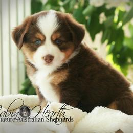 Miniature Australian Shepherd Puppies from Cabin Hearth Miniature Australian Shepherds