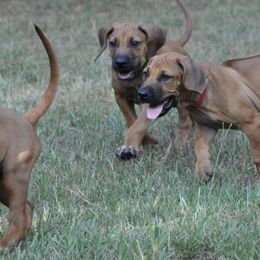 Rhodesian Ridgebacks from Kimba’s Pride Rhodesian Ridgebacks