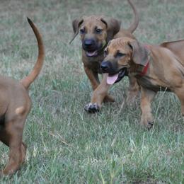Rhodesian Ridgebacks from Kimba’s Pride Rhodesian Ridgebacks