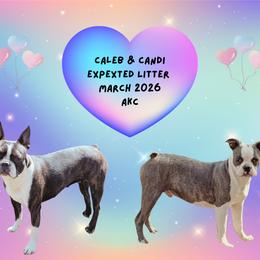 Boston Terrier puppies from Bogan's Boston's