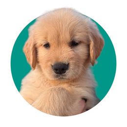 Teal - Golden Golden Retriever puppy in Lakeville, Massachusetts from Platinum Golden Retrievers