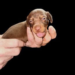Cash - Chocolate and tan male Dachshund puppy in South Fulton, Tennessee from Stiles' Mini Doxies