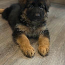 AKC Green Girl - Black and red female German Shepherd puppy in Bakersfield, California from Aguirre Farm