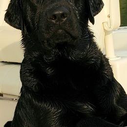Labrador Retrievers from Blue Sky Labradors