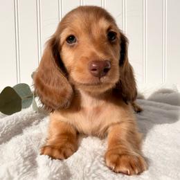 Chocolate Tan  Male2 - Chocolate and tan male Dachshund puppy in Nampa, Idaho from Long_and_Low_Dachshunds