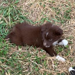 Jesse (PRICE DROP) - Red & white female Miniature Australian Shepherd puppy in Stuart, Iowa from Arbor Hill Aussies