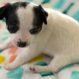 Ace - Black and white male Chihuahua puppy in Amity, Pennsylvania from Rhoda and Verna