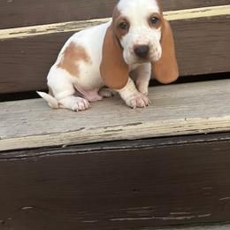 Henry - Lemon and white male Basset Hound puppy in Walnut Grove, Missouri from C & L Beagles and Bassets
