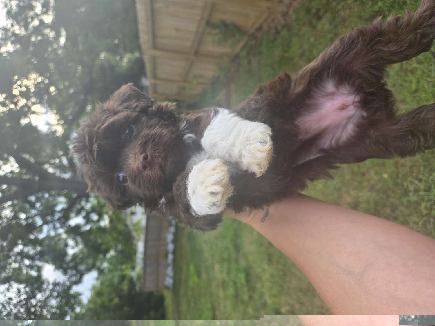 Girl 3 - Havanese puppy from Havanese Puppies Columbus