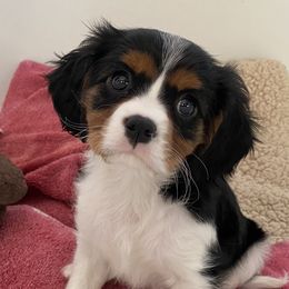 Cavalier King Charles Spaniels and Labrador Retrievers from Cantina Labs and Cavs