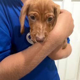 Baby Jr. - Dapple male Dachshund puppy in Chula Vista, California from CV Doxies