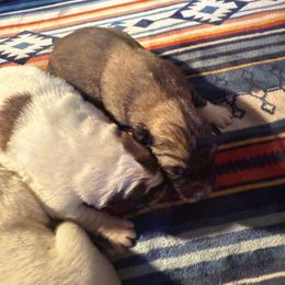 Betty Lou - Tan female Colorado Mountain Dog puppy in Colorado Springs, Colorado from Sharp Guardians and Goldens