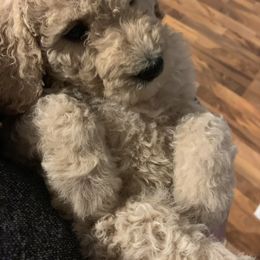 Goldendoodle and Other Puppies from Iowadoodles2love