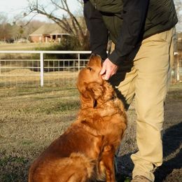 Stell - Golden Retriever