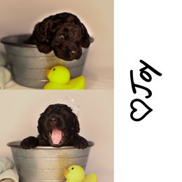 Double Doodle, Goldendoodle, and Sheepadoodle Puppies from Shaw Spring's Canines