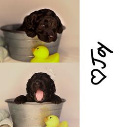 Double Doodle, Goldendoodle, and Sheepadoodle Puppies from Shaw Spring's Canines
