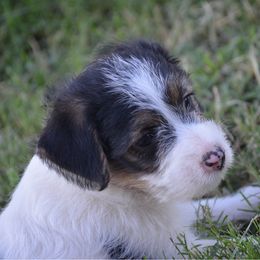Boy 1 - Tri-color male Russell Terrier puppy in Oklahoma from Elite Russell Terriers