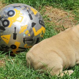 American Staffordshire Terrier and French Bulldog Puppies from Gaff's Amstaffs and Frenchies