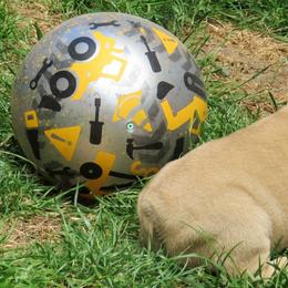 American Staffordshire Terrier and French Bulldog Puppies from Gaff's Amstaffs and Frenchies