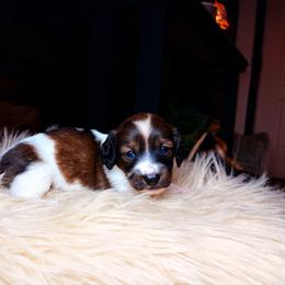 Evalina - Piebald female Dachshund puppy in Washburn, Tennessee from Clinch Mountain Dachshunds