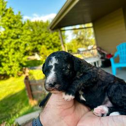 Sable - Sable male Bernedoodle puppy in Holt, Missouri from Mindys Doodles