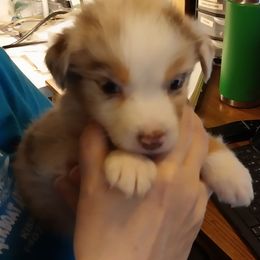 Trigger - Red merle female Australian Shepherd puppy in Cherry Grove, Oregon from TLC Dream and Pureland Australian Shepherds