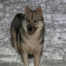 Whisper - Siberian Husky