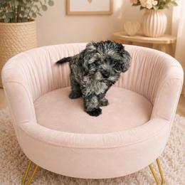 Diana - Merle female Cavapoo puppy in Thorndale, Texas from Hattie’s Texas Cavapoos