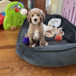 Poodle Puppies from Absolutely Pampered Poodles