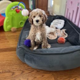 Poodle Puppies from Absolutely Pampered Poodles