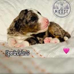 Sprinkles - Blue merle female Bernedoodle puppy in Belleville, Michigan from Moose Tracks Bernedoodles