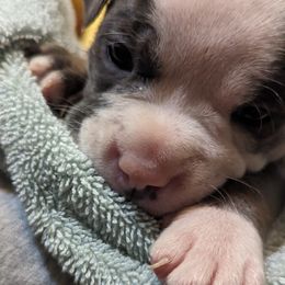 Olde English Bulldogge Puppies from Bachman Olde English Bulldogge LLC