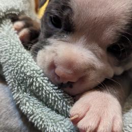 Olde English Bulldogge Puppies from Bachman Olde English Bulldogge LLC
