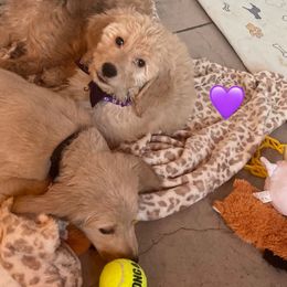 Bernedoodle and Goldendoodle Puppies from Lyon and Luna Goldendoodles Bernedoodles