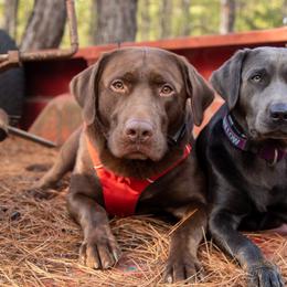 Dilute Retrievers and Labrador Retrievers from MARS Retrievers