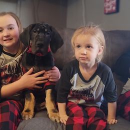 Great Dane Puppies from Northwood Euro Danes