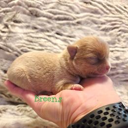 Chocolate sable - Chocolate sabled fawn male Chihuahua puppy in Richmond, Virginia from Breens