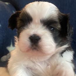 Girl 5 - Tricolor Shih Tzu puppy in Wooster, Ohio from Mending Hearts Shih Tzu's