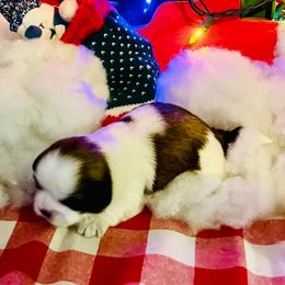French Bulldogs and Shih Tzus from Kale’s Shih Tzu’s