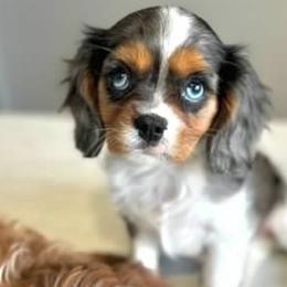 Paisley - Cavapoo