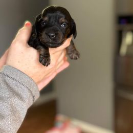 Dachshund Puppies from Rea's Puppies