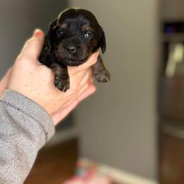 Dachshund Puppies from Rea's Puppies