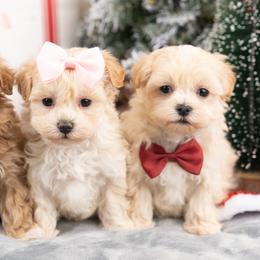 Cavapoo, Cockapoo, Maltipoo, and Poodle Puppies from My Doodle Puppy