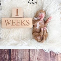 Fuji - Red  male Goldendoodle puppy in from Pink Poodles and Doodles