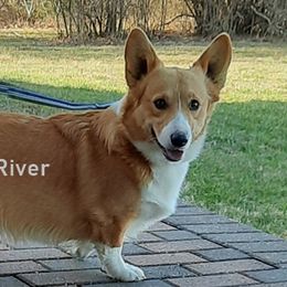 Pembroke Welsh Corgis from Pitter Patter Paws
