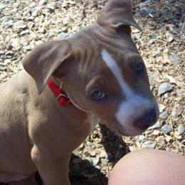 American Pit Bull Terrier Puppies from Floss Dog Kennels
