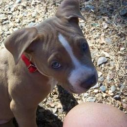 American Pit Bull Terrier Puppies from Floss Dog Kennels