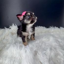 Jesse - Black and tan female Chihuahua puppy in Simpsonville, South Carolina from N&T's Chihuahuas